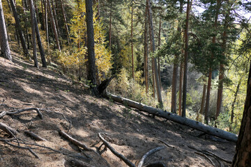 Forest in the hills, ravines