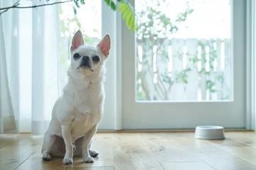 Printed roller blinds French bulldog ナチュラルな部屋のおすわりする白い犬チワワ