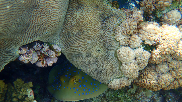 Lesser valley coral or hard brain coral (Platygyra lamellina) and Rubber coral, rubbery zoanthid, encrusting zoanthid (Palythoa tuberculosa) undersea, Red Sea, Egypt, Sharm El Sheikh, Nabq Bay
