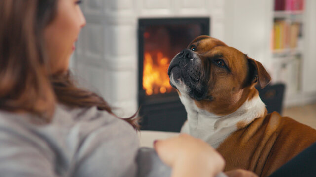 Beautiful pregnant woman with brown hair stitting in front of cosy fireplace stroking baby belly cuddle with dog