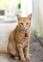An orange cat wears a collar and hangs a red bell, sitting and looking at the camera.