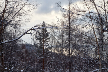 Winter landscape with snow covered trees in cold forest