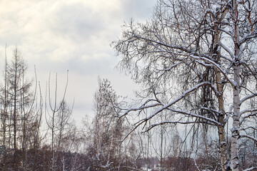Winter landscape with snow covered trees in cold forest