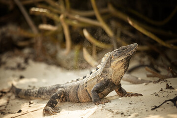 Iguana sits on the sand and rests under the Mexican sun on the beach near a bush. Cancun. Mexico
