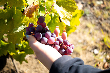 grapes in the vineyard