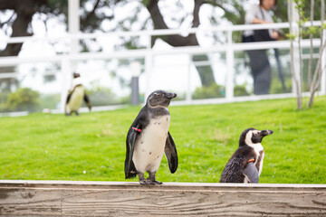 マリンワールド海の中道のペンギン