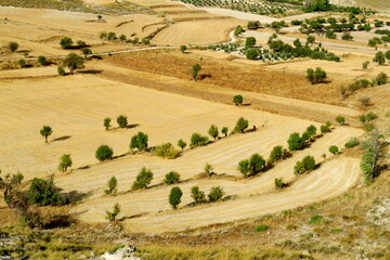 Fototapeta premium Paysage agricole. Champs et arbres vis du ciel. Andalousie. Espagne.