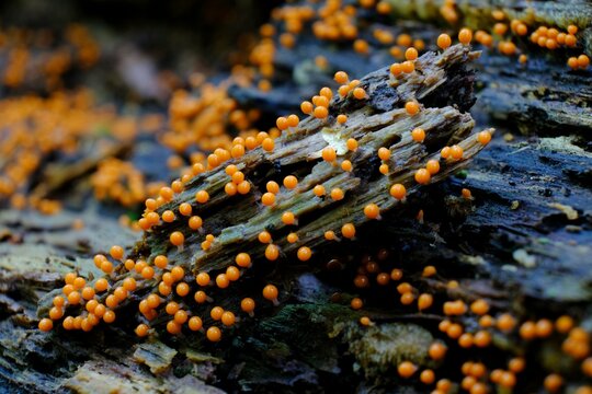 Amazing colorful slime mold Trichia decipiens - slime molds are interesting organisms beetwen mushrooms and animals