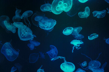 jellyfish