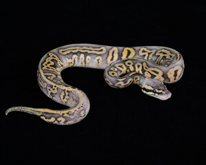 Captive Bred ball Python on Black background