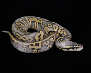 Obraz premium Captive Bred ball Python on Black background