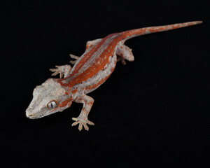 Gargoyle Gecko on black background