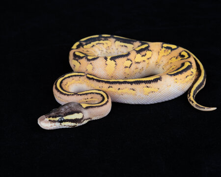 Captive Bred ball Python on Black background