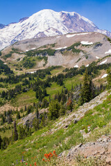 Vertical view of Mt. Rainier with lush greenery and vibrant Indian paintbrush wildflowers in the foreground
