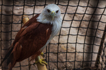 Eagle 