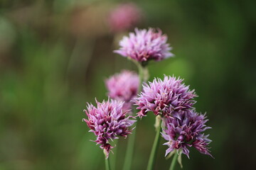 Purple Thistle