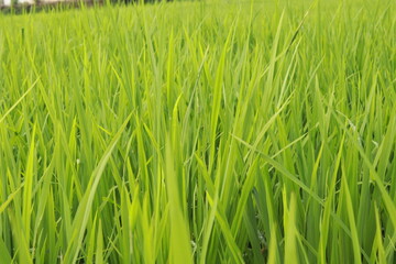 Fototapeta na wymiar Green Rice Field with Mountains Background. green rice field background.