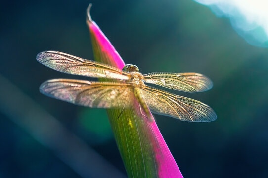 dragonfly resting on a leaf