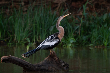 The Anhinga (Anhinga anhinga)