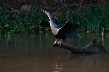The Anhinga (Anhinga anhinga)
