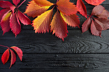 Autumn background. Top view of red grape leaves on the wet black wooden background. Copy space.