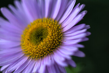 Purple Daisy