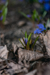 First fresh spring flowers. Beautiful blue flower. Scylla on the background of nature shot in close-up with natural bokeh