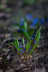 First fresh spring flowers. Beautiful blue flower. Scylla on the background of nature shot in close-up with natural bokeh
