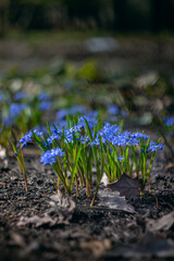 First fresh spring flowers. Beautiful blue flower. Scylla on the background of nature shot in close-up with natural bokeh