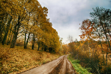 autumn in the forest