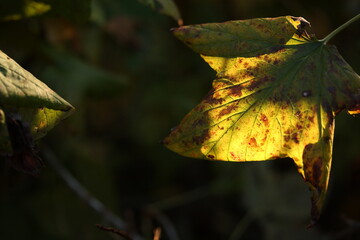 Yellowing black currant leaf at sunset
