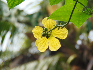 Yellow flowers on a green background