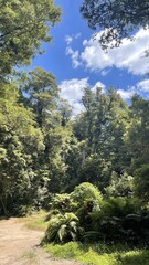 Kaimanawa Forest Park New Zealand