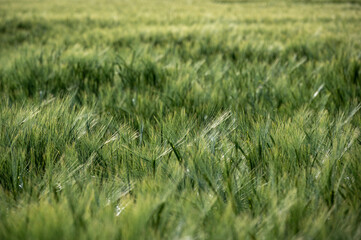 Fields of barley, Hordeum vulgare