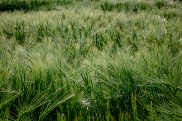 Fields of barley, Hordeum vulgare