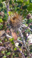 Thistle plant with name Cynara cardunculus
