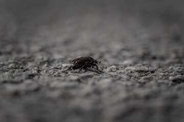 Beetle passing alone on a city road