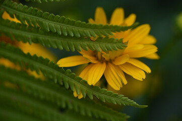 Natura © Alfred