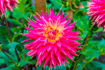 A view of a full bloom Garden Dahlia in the Valley Gardens in Harrogate, Yorkshire, UK in summertime
