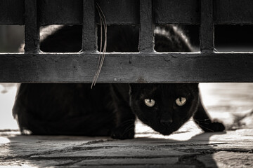 Black cat observing from under the fence of his house