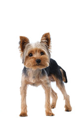yorkshire terrier on white background short hair