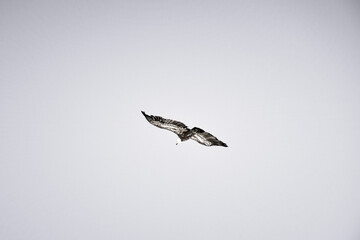 Eagle flying low while looking for some prey to hunt