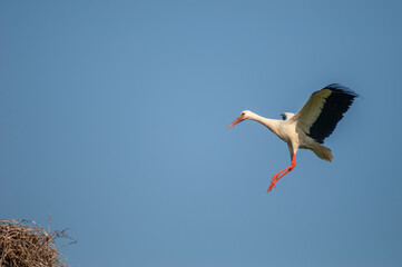 White stork arriving at the nest in flight.