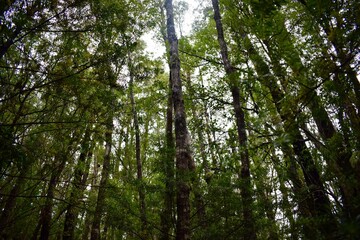 forest in the morning