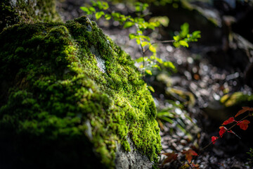 苔むした岩