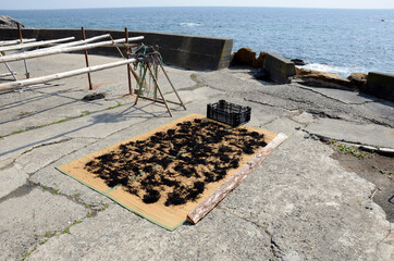 干された海草