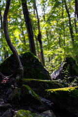 苔むした岩