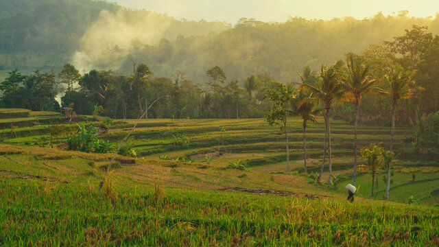 sunset in rice field