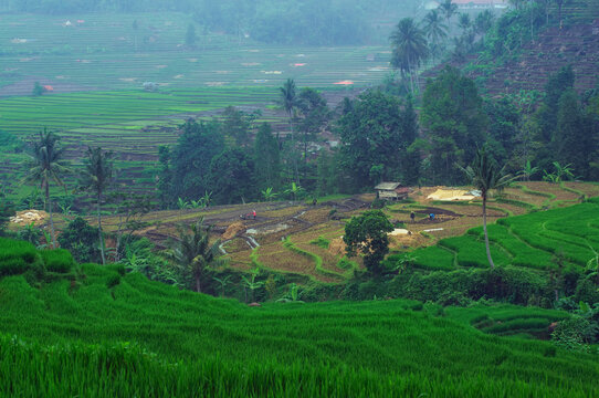 rice field