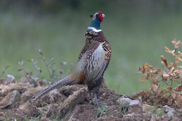 Common pheasant Phasianus colchicus in close view